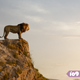 Mufasa and Simba survey the lands of their dominion in the Lion King remake.